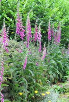Foxgloves at Foxglove Cottage in Ashover