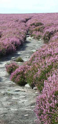 Heathland on Beely Moor